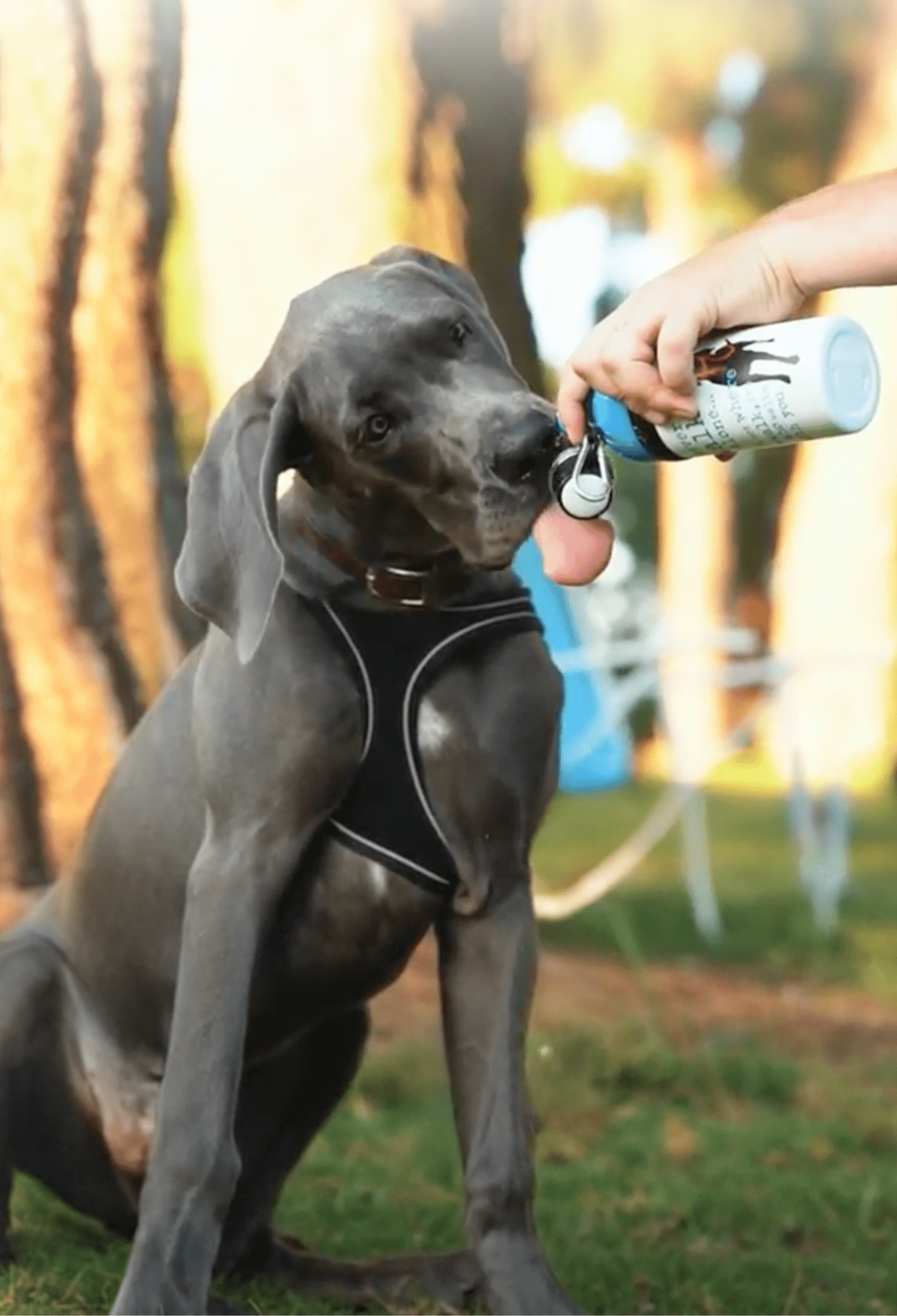 Dog Water Bottle: Never Walk Alone by Dog is Good at Shirley Shoppe