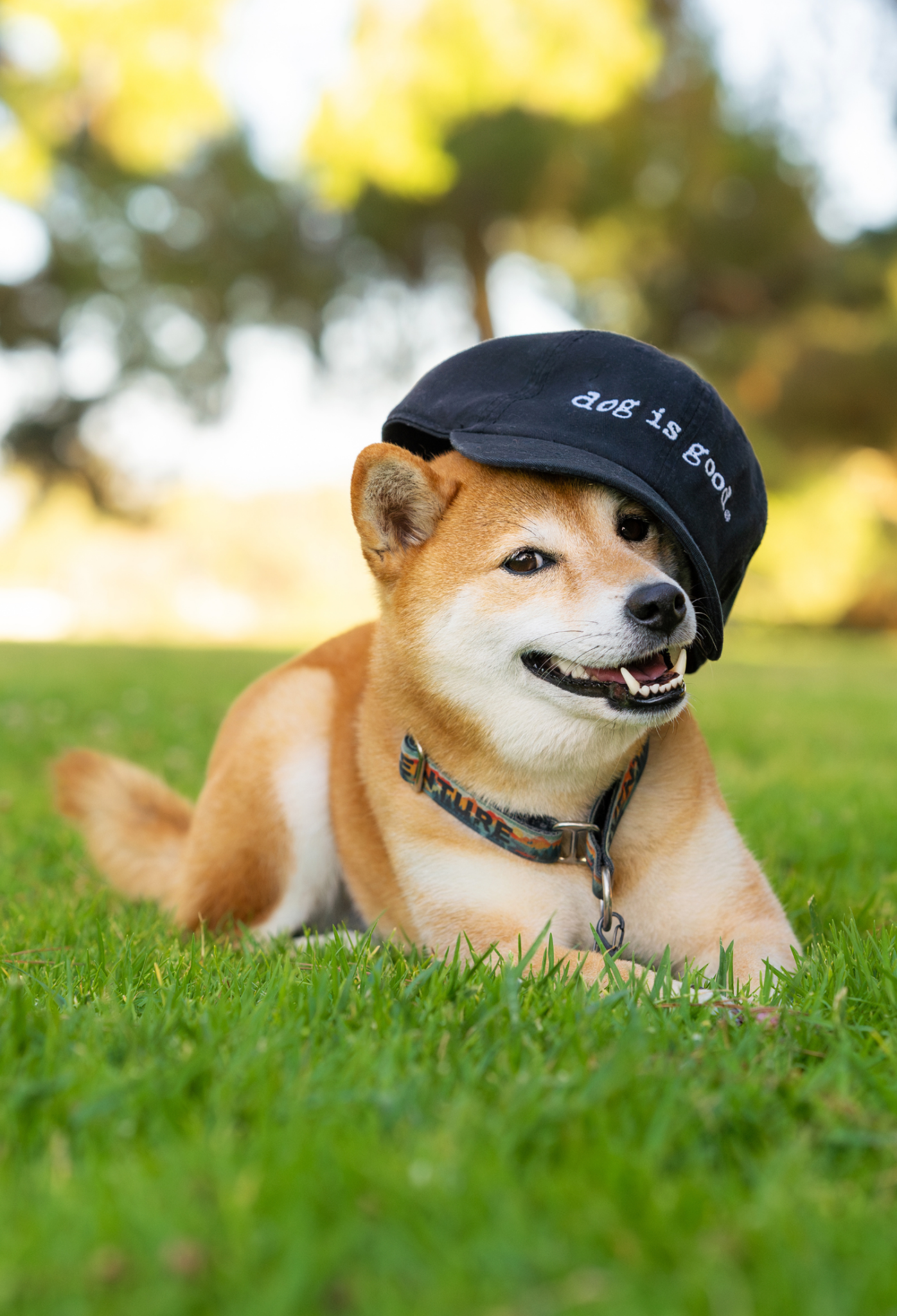 Hat: Dog is Good Signature (Black) by Dog is Good at Shirley Shoppe